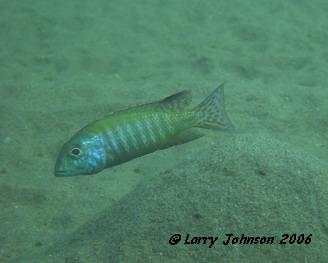 Tramitichromis sp.at Mpondakucha