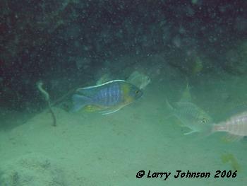 Aulonocara sp "yellow collar"