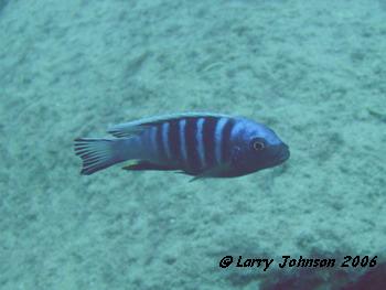 Pseudotropheus sp."new kingsizi" at Masimbwe Island