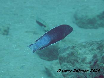 Melanochromis perileucos at Masimbwe Island
