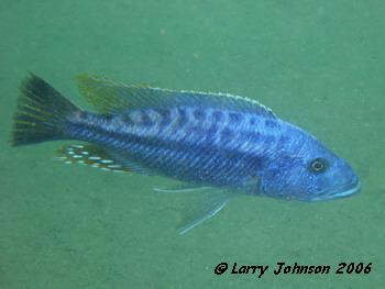Tyrannochromis macrastoma at Masinje