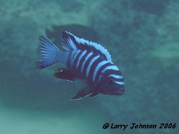 Cynotilapia Afra "white top mbamba bay"