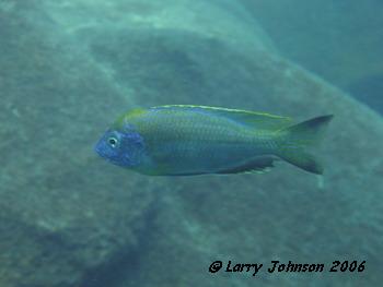 Nyassachromis prostoma