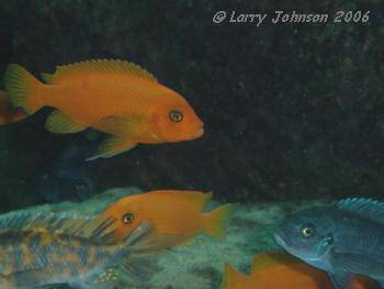 Group of Metriclima esthere, the famous Red Zebra