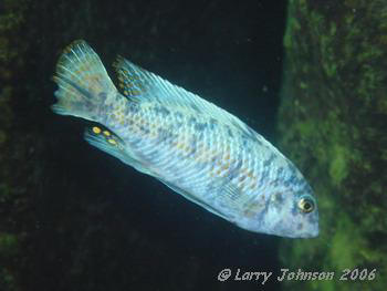 Marmalade Lab. trewavase at Minos Reef