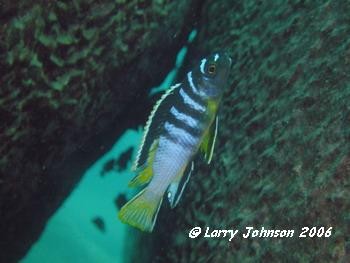 Pseudotropheus elongatus sp. "mvuguti"