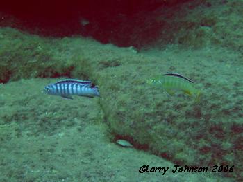 Psuedotropheus elongatus "nbumbi rocks" (blue M/yellow F)