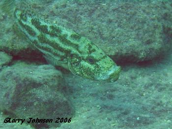 N.polystigma taking her fry back into her mouth.