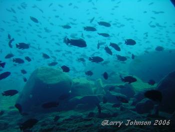 thousands of cichlids in every direction