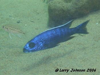 Sciaenochromis fryeri at Ntekete