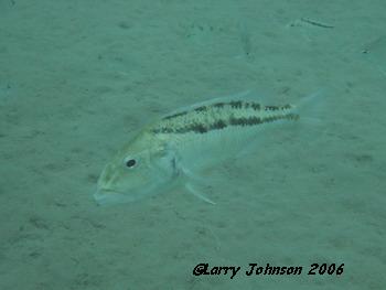 Arisochromis chrystyi, female, swimming with "dinner"