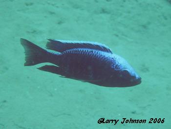 Copadichromis trewavasae at 70 ft depth
