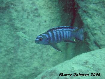 Pseudotropheus sp.elongatus