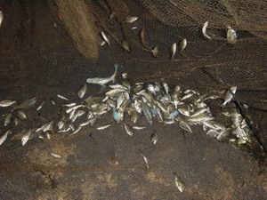 What do YOU do with your favorite cichlids?