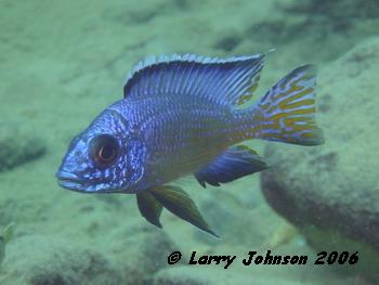 Aulonocara koningsi,Reef 13 Mbenji Islands