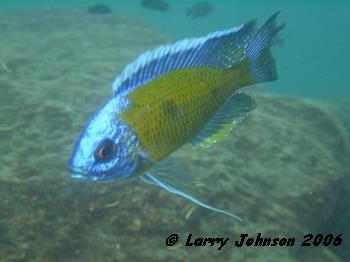 Copadichromis borleyi "mbenji" are very curious!