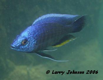 Copadichromis sp."otter blue" at Otter Island
