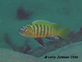 Cynotilapia sp "dwarf ntekete" at Moz/Malawi Boarder