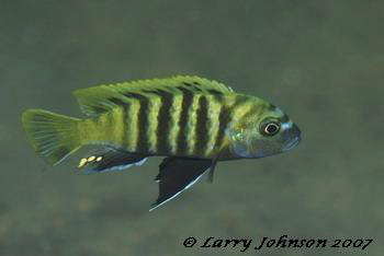 Cynotilapia sp.'dwarf', 'boarder'