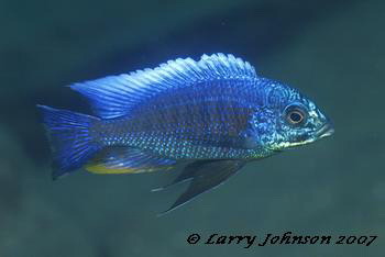 Copadichromis verduyni