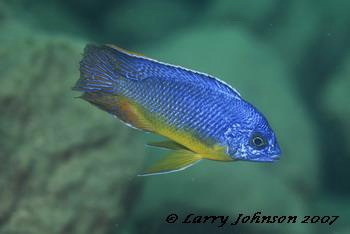 Protomelas virgatus 'east coast'