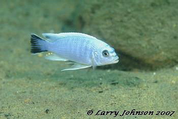 Metriclima chrysomallos 'boarder'