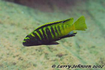 Psuedotropheus flavus