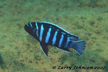 Metriclima sp"chinyankwazi"