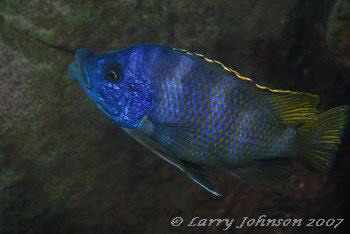 Placidochromis milomo