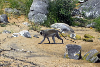 Monkeys on the beach near the Observation Deck
