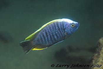 Copadichromis geertsi 'chiofu bay'