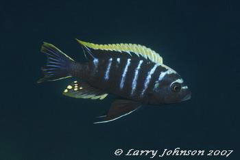 Cynotilapia sp.'mbamba' Boarder
