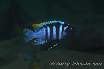 Metriclima zebra 'luwala reef'