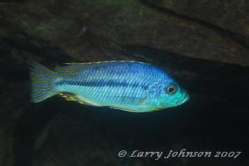 Hemitaeniolatus spilopterus 'luwala reef'