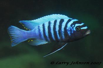 Metriclima zebra 'east coast'