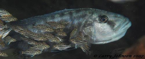 Tyrannochromis macrostoma
