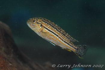 Melanochromis dialeptos 'gome' (female)