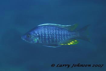 Copadichromis sp.'limkoma blue' at Gome Rocks