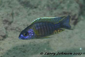 Aulonocara sp. 'chitende type' at Gome Rocks