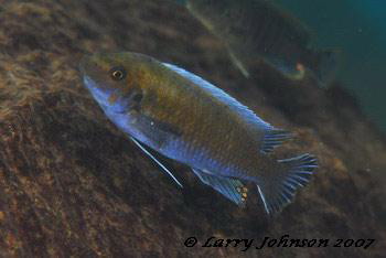 Labeotropheus trewavasae 'gome' (male)