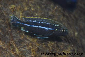 Melanochromis dialeptos 'gome' (male)