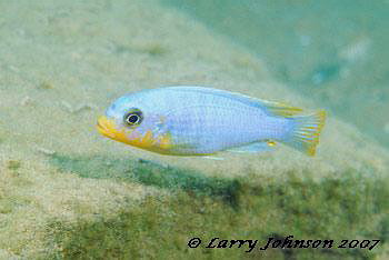 Metriclima chysomallos