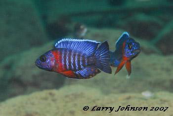 Aulonocara sp 'stuartgranti' Red Flush