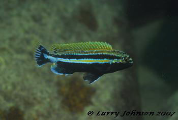 Melanochromis auratus