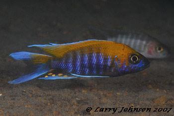 Aulonocara jacobfreibergi 'tsano'