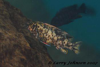 Labeotropheus trewavasae 'gome' (female)