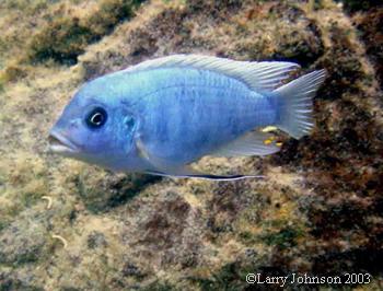 Metriclima callianos"same bay"