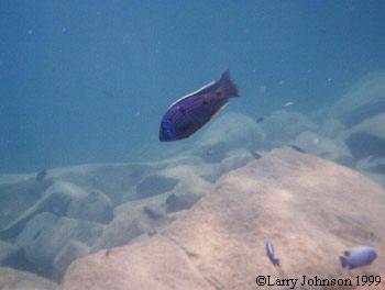 Copadichromis borley at Zimbawe Rock