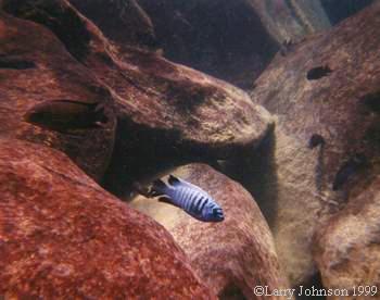 Labeotropheus fuelliborni