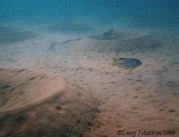 Lethrinops micrstoma,and many sand nests!